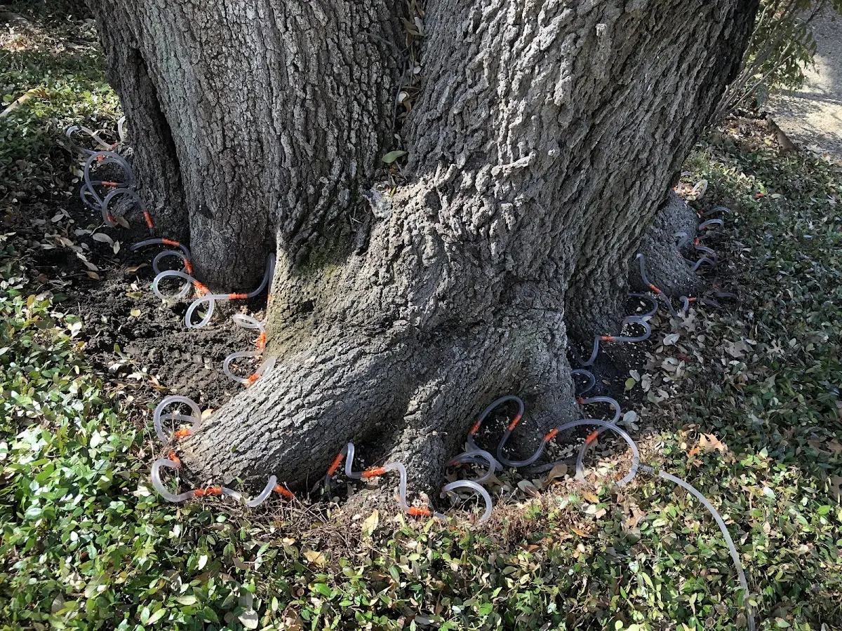 Detailed Tree Cabling and Bracing job site in Cynthiana